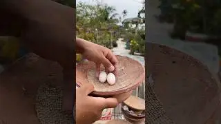 How to make pigeons breeding nest #kalapati #pigeon #pigeonhouse #kabootar #pigeon101 #kabutar