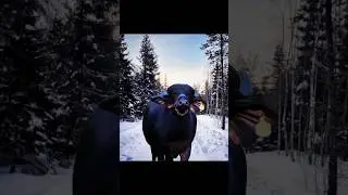 Dj song cow dance#viral #shortsfeed #cow #ytshorts #shortvideo #bts #shortsvideo #dj #djremix