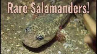 The Giant Salamander_Paws on Trail (pt. 1)