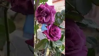 Plum Perfect Sunbelt, Kordes Rose #englishrose #fragrantrose #floribundarose #Vodacom #ThankYouRose