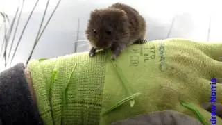 Bank Vole Shapwick Heath 30-may-2010