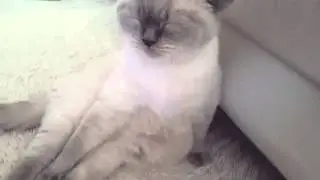 ㅋㅋ노춘이 이런 표정 느므 귀여워ㅋㅋㅋ[콩단맘,고양이,스코티쉬]