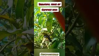 Common iora bird call #birds #birdwatching #birdlovers #birdphotography #birdvoice #iora