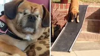 Pugalier With No Eyes Has Own Guide Dog