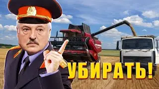 Уборочная 2025 и суперплан лукашенко: дубинка вместо комбайна / Картошки в Беларуси снова не будет