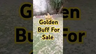 Golden Buff For Sale #goldenbuff #petsvlog #chicken #roosterfarm #chickenbreeding