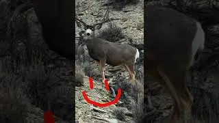 My passion  #keepitpublic #muledeer #hunting #publuclandhunter #bowhunting
