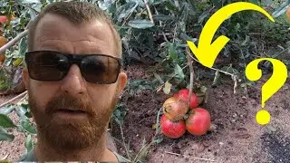 Wet Pigs and Wood Vinegar: Permaculture in Action