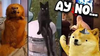 animales actuando como HUMANOS.. ☠️- Juegos con chems