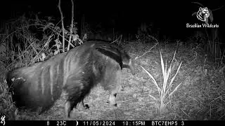 Armadillo, Jaguarundi, and Nature's Sounds: A Forest Immersion!