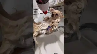 Dando banho no meu spitz alem&atilde;o/ Lulu da pomerania #shots #pets