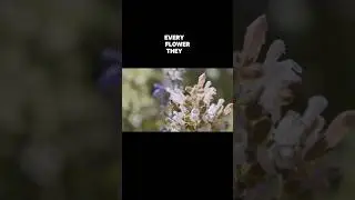 The power of the honeybee🐝 #honeybee #animals #insects #biology ￼