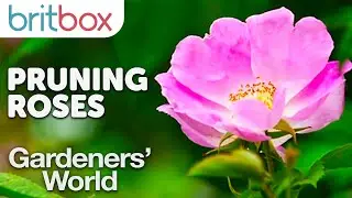 The Correct Way to Prune Roses | Top Tips | Gardeners' World