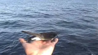 Oceanodroma tethys