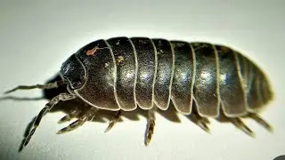 Coleoptera, Isopods & Diplopoda in Petri Dish, Alive. ЗООПАРК: ЖУКИ, МОКРИЦЫ, КИВСЯКИ В ЧАШКЕ ПЕТРИ.