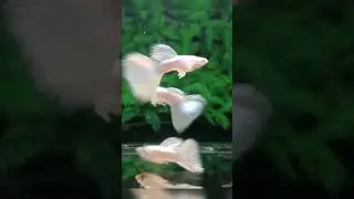 Guppy Fish Albino Full White Platinum Big Dorsal Big Tail