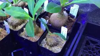 Growing Ant Plants