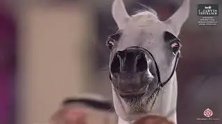 N 135 ZENOBIA AL WAAB   15th Qatar International Arabian Peninsula Horse Show 2026   Mares 4 6 Years