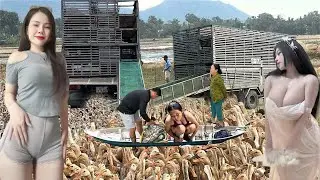 The success of the duck farming industry, coupled with the use of trucks for transportation.