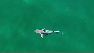 Huge Shark just offshore in the Hamptons taken 7/31/22- Hamptons Drone 4K Footage