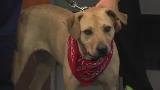 Friday Petsaver