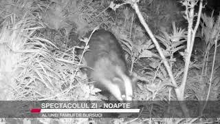 SPECTACOLUL ZI NOAPTE AL UNEI FAMILII DE BURSUCI