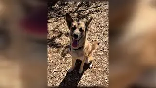 Introducing Tofu: 3-year-old Alaskan Husky mix & walks great on leash! - Cityline - August 28, 2025