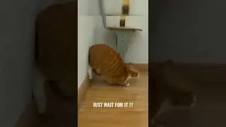 Cat launching like a rocket 🚀