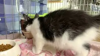 イベント情報【保護猫ハウス日記】