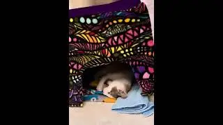 The shelter kitten practices hunting with a toy mouse