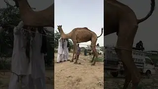 How to Transport a Camel Safely in the Village