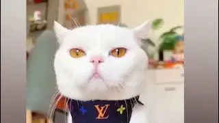 ПРИКОЛЫ....#respectvideo #CAT&DOG#dog#cat