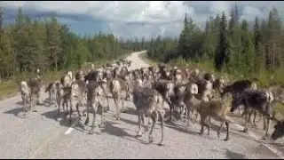 Massive reindeer herd block traffic in Finland