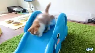 Kittens on Slides Compilation