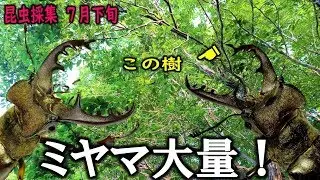 ミヤマクワガタが大量に落ちてくる樹がすごかった！（くろねこチャンネル）