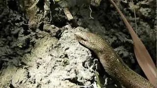 Anguis colchica I: kekpettyes torekenygyik - naparca colchicana - colchican slow-worm