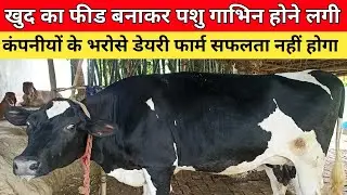 खुद का फीड बनाकर पशु गाभिन होने लगी#dairyfarm #success 🔥🔥