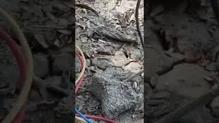 #shorts #electric #viralvideo #shortvideo #autoswitch