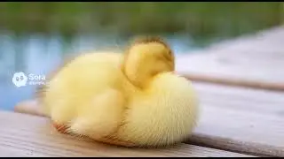 When relaxing, it tucks its head into its back feathers to rest.