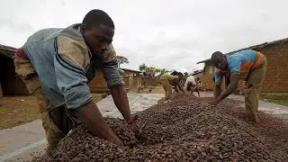 C&ocirc;te d'Ivoire : les terres de l'ouest, sources de conflits