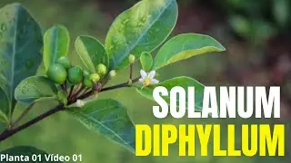 Solanum diphyllum 01