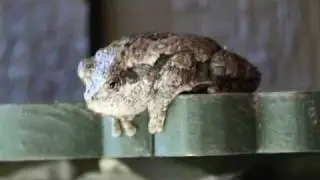 Gray tree frog song