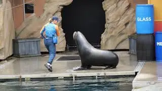 Seal guardians show at Sea world Gold coast