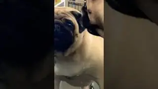 #boss #makefriends #pug #beingboss #socialskills #cute #bestboss #bluucy #reflection