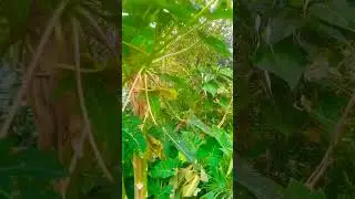 sering konsumsi daun pepaya wajah jadi awet muda