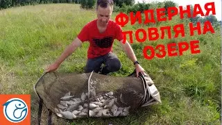 Фидер на озере. Тетеринское водохранилище. Хороший клёв рыбы.
