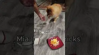POV: Your dog performs for the feast 😂🐾