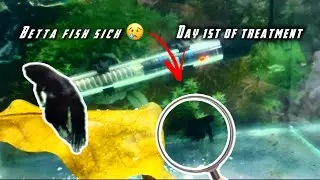 Meri Betta Fish Bimaar Ho Gayi | Full Treatment Guide | Almond Leaf, Methylene Blue, Heater Setup&rdquo; 
