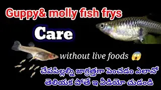 How to care guppy&molly frys 🐟 / లైవ్ ఫుడ్స్ లేకుండా ఎలా ఫ్రైస్ ని పెంచాలో తెలుసుకోండి #mollyfish