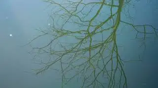 Reflection Of The Tree In The Water Free Stock Video Footage || No Copyright Background Video ||&copy;&copy;